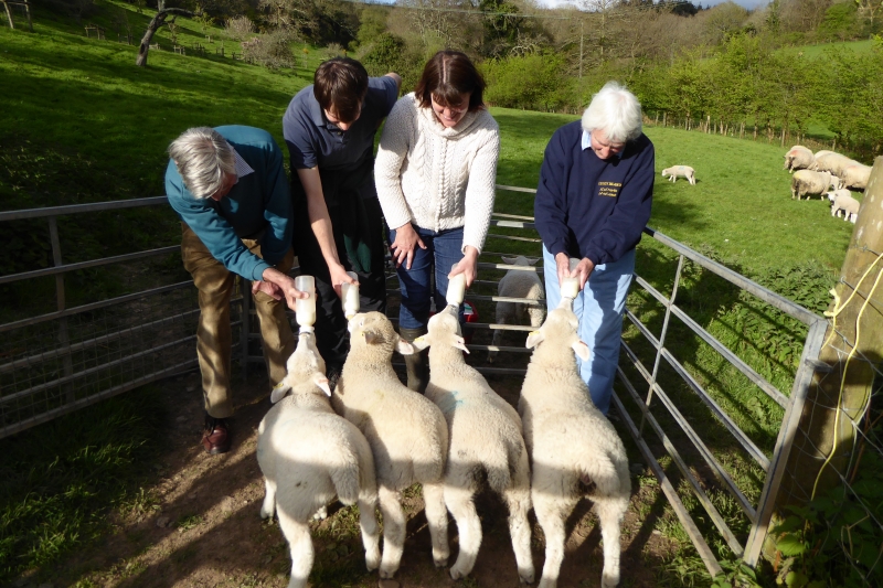 Bottle feeding lambs!