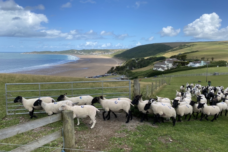 Sheep farm by the beach