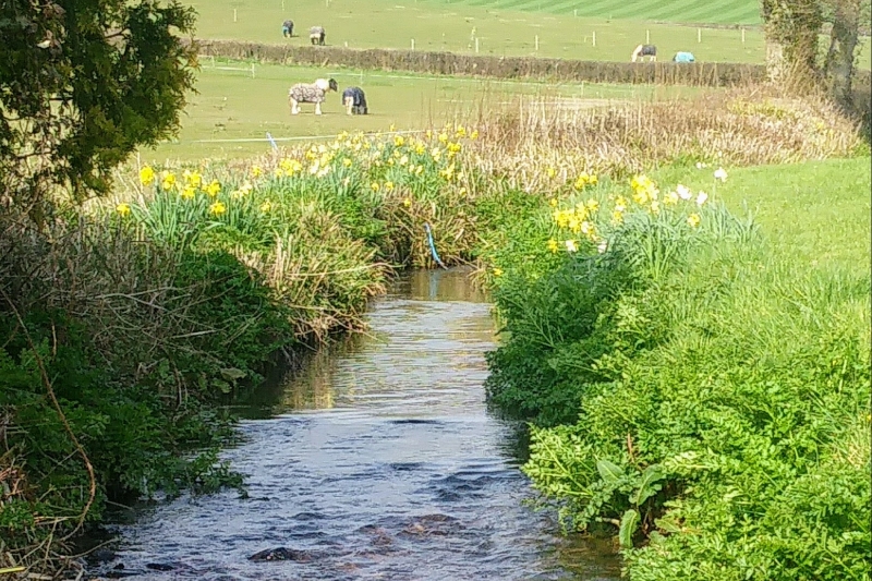 the meandering brook