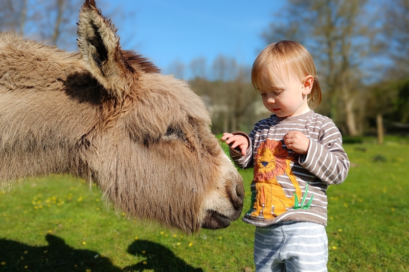 Meet the animals
