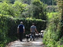 Graham, Winston, Ruby and sheep