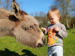 Meet the animals