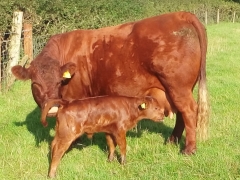 Ruby Red Devon cow & calf