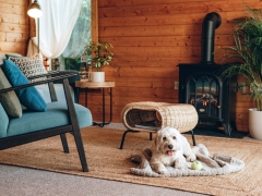 living area dog