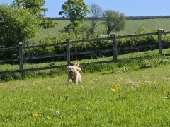Swallows garden dog friendly