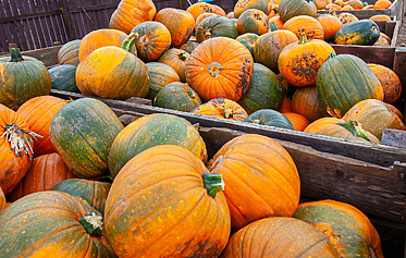 October Half Term in Devon