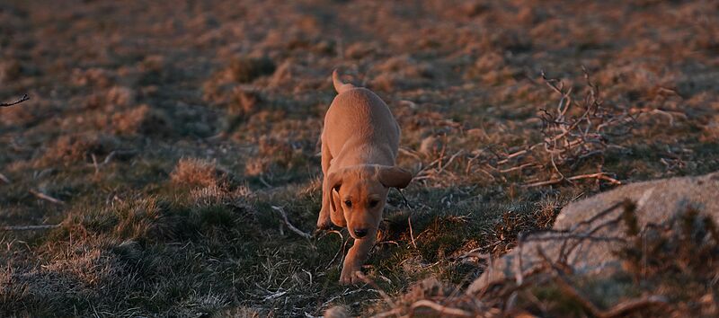 Dog Friendly Holidays in Devon