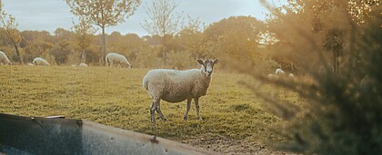 5 Reasons to Book Your Devon Summer Holiday Soon