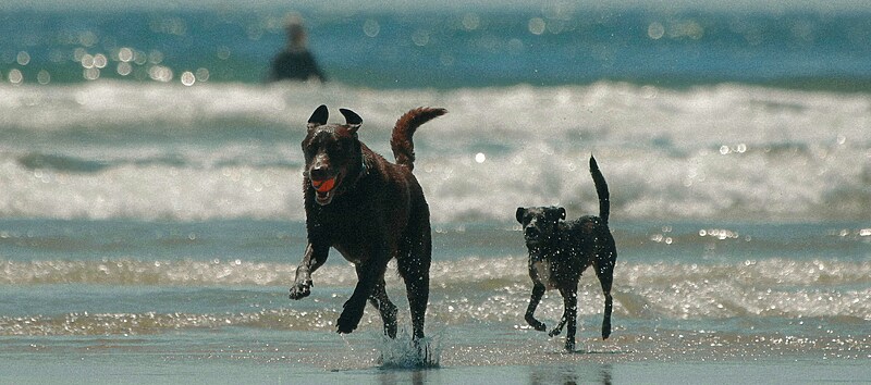 Dog Friendly Beaches