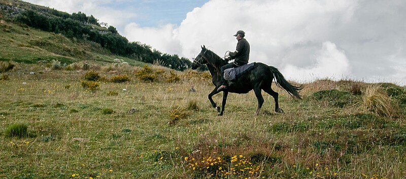 Saddle Up for Adventure!