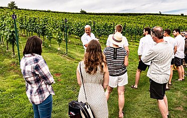 Celebrate English Wine Week in Devon: Vineyards, Wine Tasting and Local Places to Sip