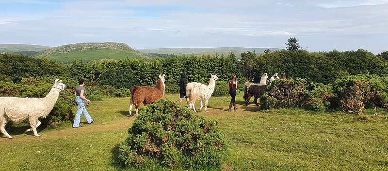 Dartmoor Tours