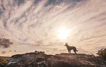 Dartmoor Tours