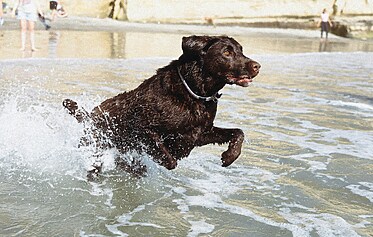 Dog Friendly Beaches