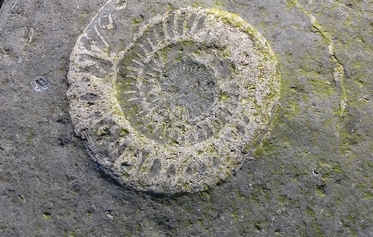 Lyme Regis Fossil Walks
