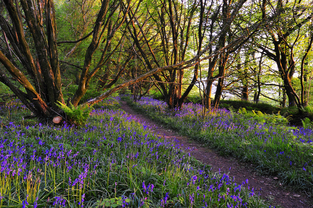 Our Five Favourite Bluebell Walks In Devon Devon Farms Blog