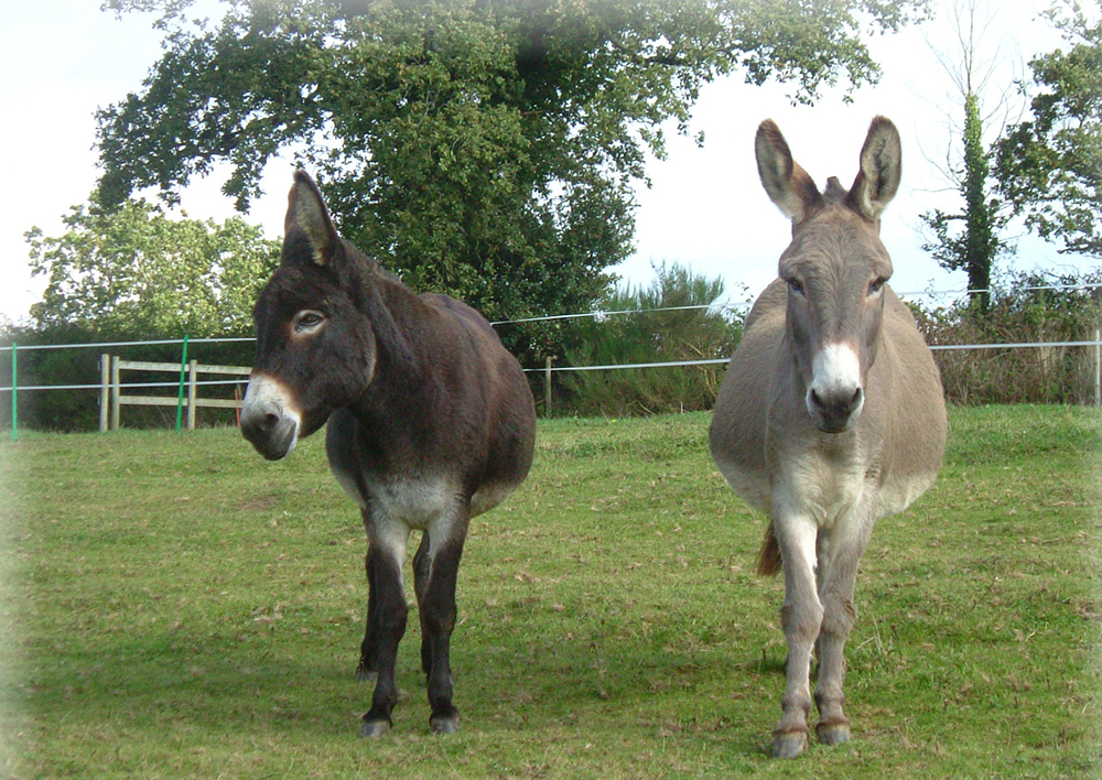 Visit the Donkey Sanctuary for a fun filled day out and for some fantastic food. 